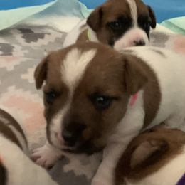 Great Dane and Russell Terrier Puppies from Claddagh Pastures