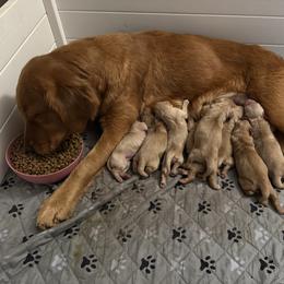 Scotty - Golden male Golden Retriever puppy in Piedmont, South Carolina from The Farm at Saluda Ridge