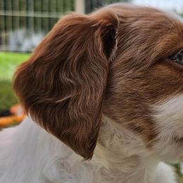 Brittanys from Pantheon Kennels