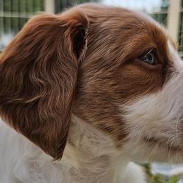 Brittanys from Pantheon Kennels