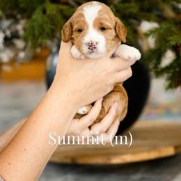 Summit - Red  male Goldendoodle puppy in Acton, Maine from Silver Pines Pups
