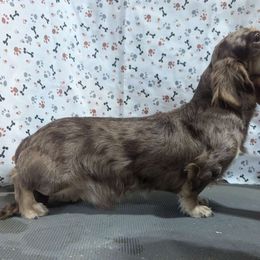 Zero - Dachshund