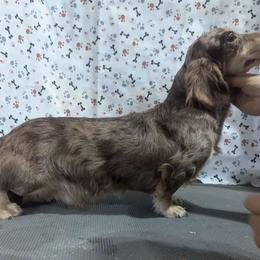 Zero - Dachshund
