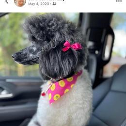 Whitney - Poodle