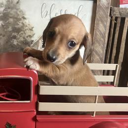 Daisy - Red female Dachshund puppy in Sharon Springs, New York from Show Us The Way Homestead
