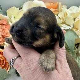 Banks - Red male Dachshund puppy in Exeter, California from Sawtooth Miniature Dachshunds