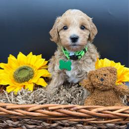 J-Man - Apricot male Goldendoodle puppy in Cape Coral, Florida from Nay Nays Mini Doodles