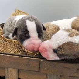 Whippet Puppies from Mohr Whippets