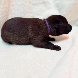 Purple Collar - Mahogany female Belgian Malinois puppy in Trenton, Georgia from Laeknir K9