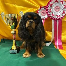 Kimi - Cavalier King Charles Spaniel