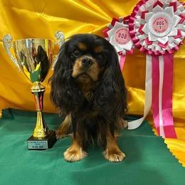 Kimi - Cavalier King Charles Spaniel