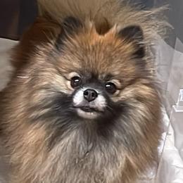 Versace - Pomeranian