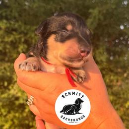 Hook - Black and cream male Dachshund puppy in Ramona, Oklahoma from Schmitt Dachshunds