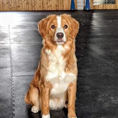 Chia - Nova Scotia Duck Tolling Retriever
