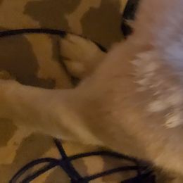 Draugr - Siberian Husky