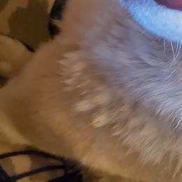 Draugr - Siberian Husky