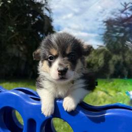 Bronte - Black and tan female Pembroke Welsh Corgi puppy in Delray Beach, Florida from Holly's Pembroke Welsh Corgis