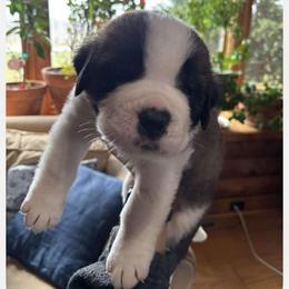 Green Collar - Brown and white male Saint Bernard puppy in New York from Johnson Farms