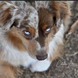 Story - Australian Shepherd