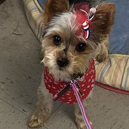 Autumn - Yorkshire Terrier