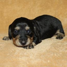 Jadis - Black and cream female Dachshund puppy in Ballinger, Texas from Missy’s Mini Dachshunds