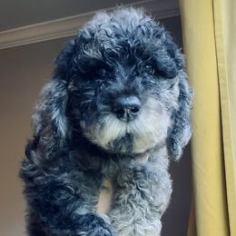 Aussiedoodle Puppies from Shawna Rosario