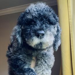 Aussiedoodle Puppies from Shawna Rosario