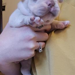 French Bulldog Puppies from Electric City Frenchies