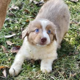 Hazelnut - Red merle female Australian Shepherd puppy in Albion, Michigan from Northern Lights Aussies (NL Aussies)