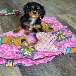 Kip - Black and tan male Cavalier King Charles Spaniel puppy in Macomb, Missouri from Hunter's Puppies