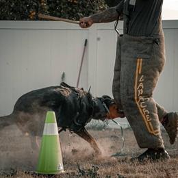 Beauceron All Grown Up from Feu de l'Âme Beaucerons