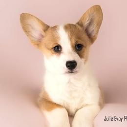 American Corgi and Pembroke Welsh Corgi Puppies from The Adirondack Corgi