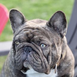 French Bulldogs from North Idaho Frenchie Farm