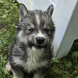 Handsome - Agouti and white male Siberian Husky puppy in Kansas City, Missouri from Anuun's Huskies
