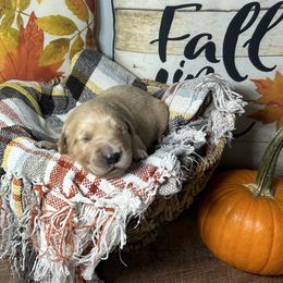 Yellow collar - Golden male Golden Retriever puppy in Monroe, Tennessee from Golden Girls Furever Friends