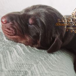 Kobe - Red and rust male Doberman Pinscher puppy in Aurora, Indiana from Double-Take Doberman Kennels