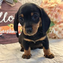 Jana - Black and tan female Dachshund puppy in Hensley, Arkansas from The Dachshund Barn