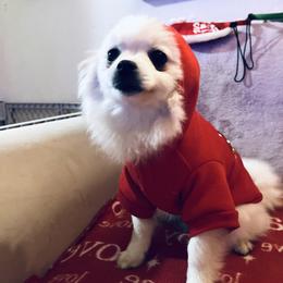 Prue - White female Pomeranian puppy in St. Louis, Missouri from Saint Louis Pomeranian babies