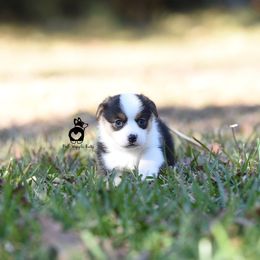 Pembroke Welsh Corgi Puppies from PWC Wiggle Butts