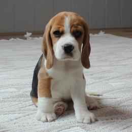 Tay - Black tan and white female Beagle puppy in Morrill, Kansas from Kelle Beagles