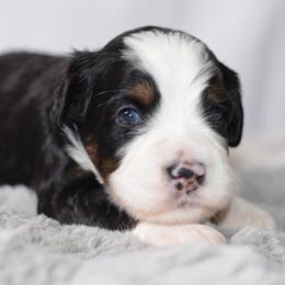 McIntosh 'Mac'- Red Collar Male - Tri-color male Bernedoodle puppy in Katy, Texas from Bluebonnet Bernedoodles of Southeast Texas
