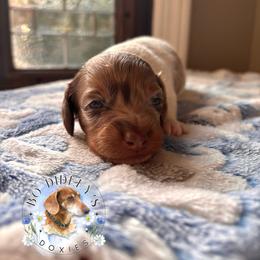 Sharpie - Chocolate and tan male Dachshund puppy in Clarksdale, Mississippi from Bo Didley's Doxies