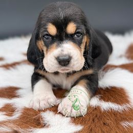 Chewbacca - Black white and brown male Basset Hound puppy in Konawa, Oklahoma from Circle H Basset Hounds