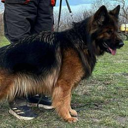 Vida - German Shepherd