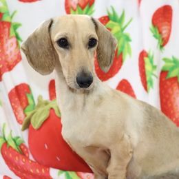 Sunshine - Dachshund