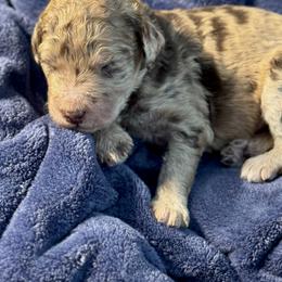 Snuggle Muffin - Merle male Goldendoodle puppy in Mc Kinney, Texas from Flair Doodles