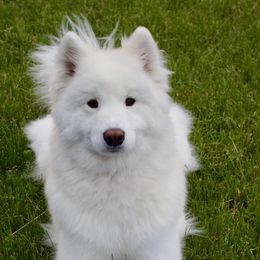 Samoyeds from Long Run Samoyeds