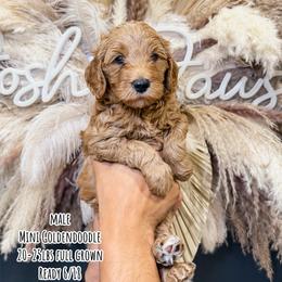 Apple Jacks - Red  male Goldendoodle puppy in Pearland, Texas from Posh Paws Puppies