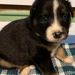 Australian Shepherds from Valley Creek Pups