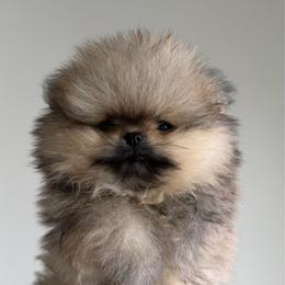 Posh - Cream sable male Pomeranian puppy in Salem, Oregon from PNW Dynasty Poms